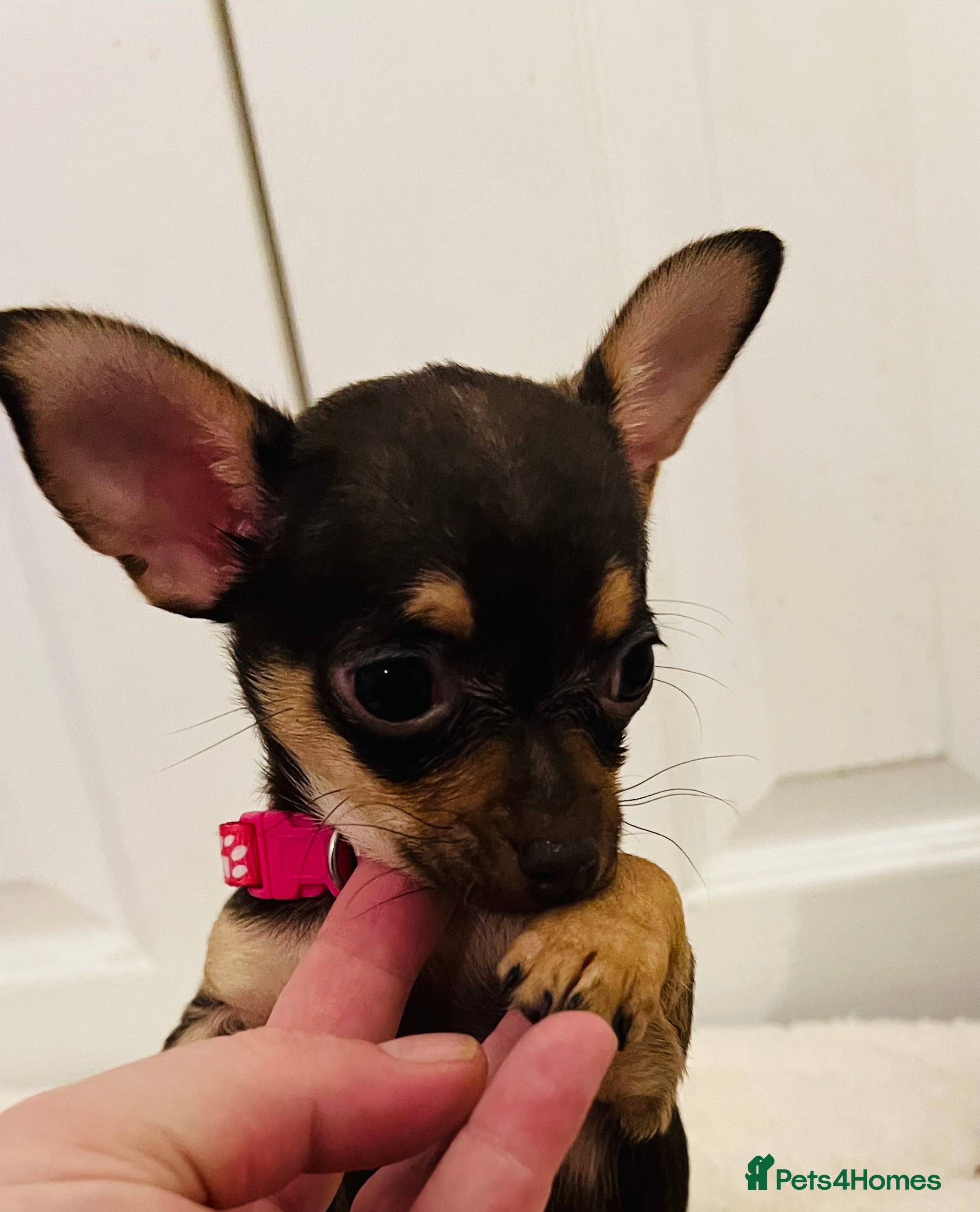 Chihuahua dogs Beautiful chocolate and tan girls - 2 left - Advert 17