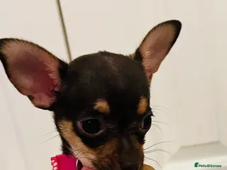 Chihuahua dogs Beautiful chocolate and tan girls - 2 left - Advert 17