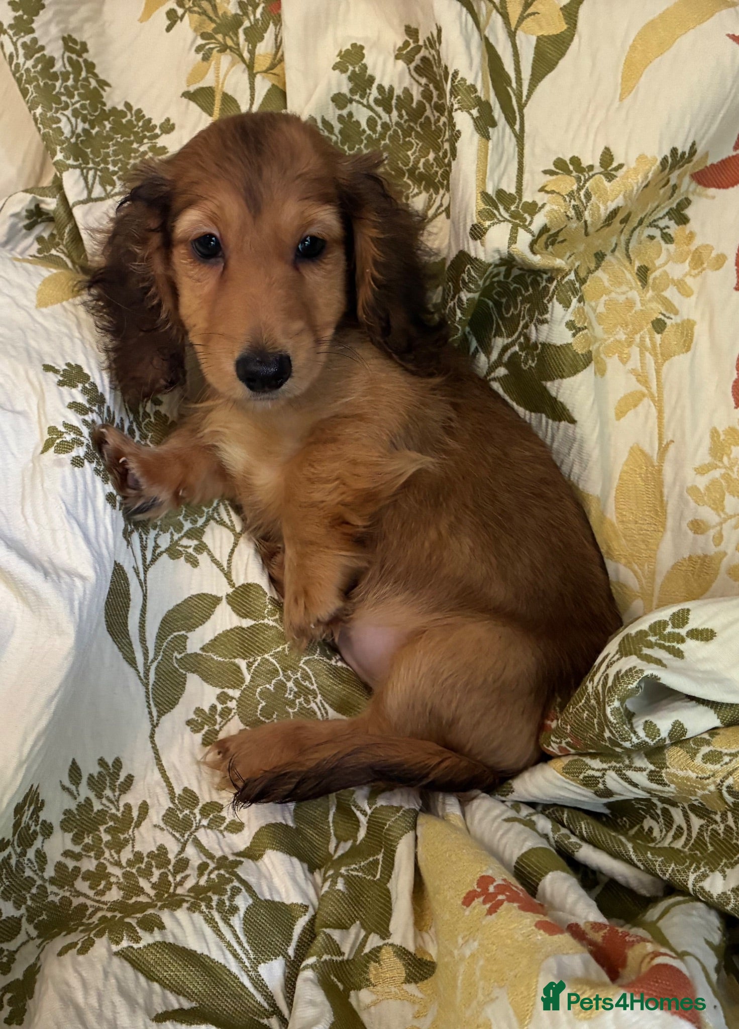 Miniature Dachshund dogs GORGEOUS KC reg PRA CLEAR MINI DACHSHUND PUPPIES - Advert 2