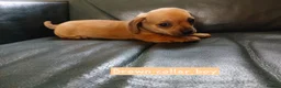 Chiweenie dogs for sale: Minature Daschund and Chihuahua Mix - Advert 6