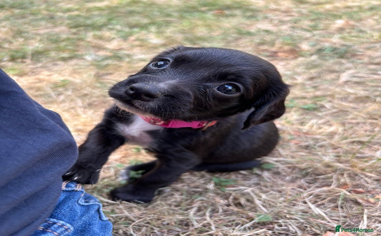 Sprocker dogs - Advert 7