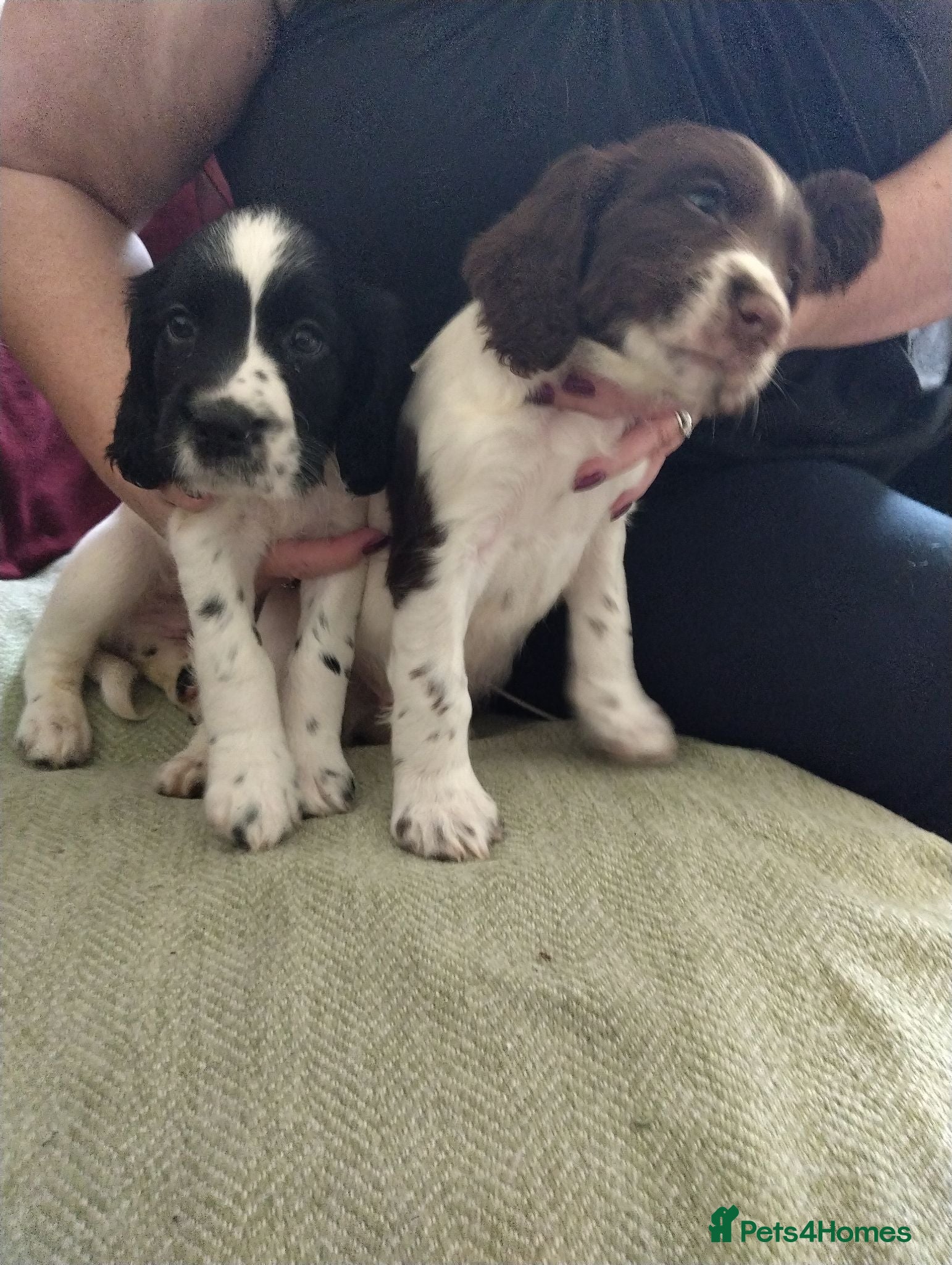 Sprocker dogs Gorgeous Sprocker Spaniel Puppies! - Advert 1