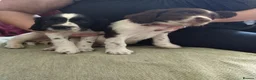 Sprocker dogs for sale: Gorgeous Sprocker Spaniel Puppies! - Advert 2