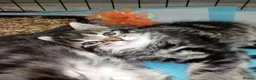 Mixed Breed cats for sale: 5 Fluffy Ragdoll x Tabby kittens  - Advert 5