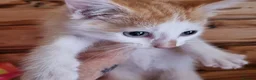 Mixed Breed cats for sale: 3 ginger and white kittens in Wakefield - Advert 8