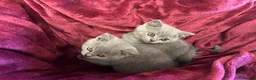 British Shorthair cats for sale: British shorthair kittens read description plz  - Advert 2
