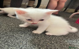 British Shorthair cats for sale: Kittens READY TO LEAVE British SH/Russian white - Image 6