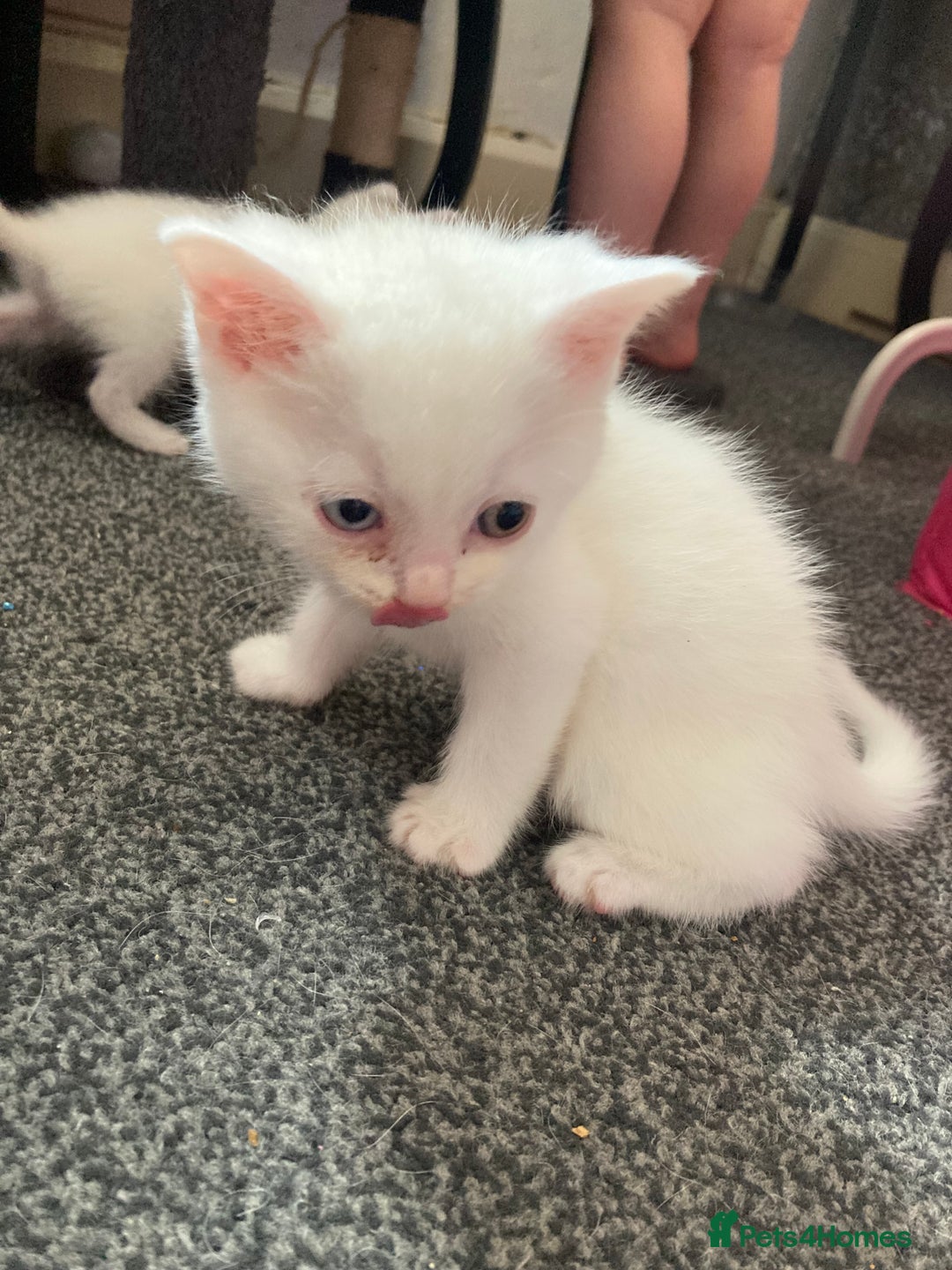 British Shorthair cats for sale: Kittens READY TO LEAVE British SH/Russian white - Image 6
