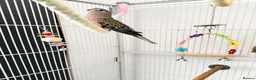 Parakeets birds for sale: Beautiful Pair of Bourke's Parakeets for Sale in London - Advert 3