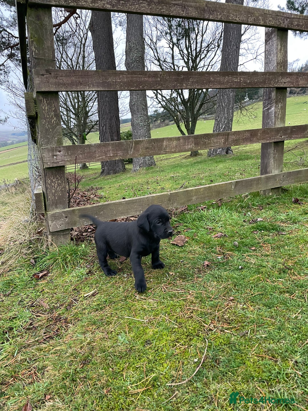 Labrador Retriever dogs for sale: Big Bold Lab Pups - Health Tested Parents  - Advert 11