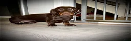 Miniature Dachshund dogs for stud: FOR STUD.  - Advert 6