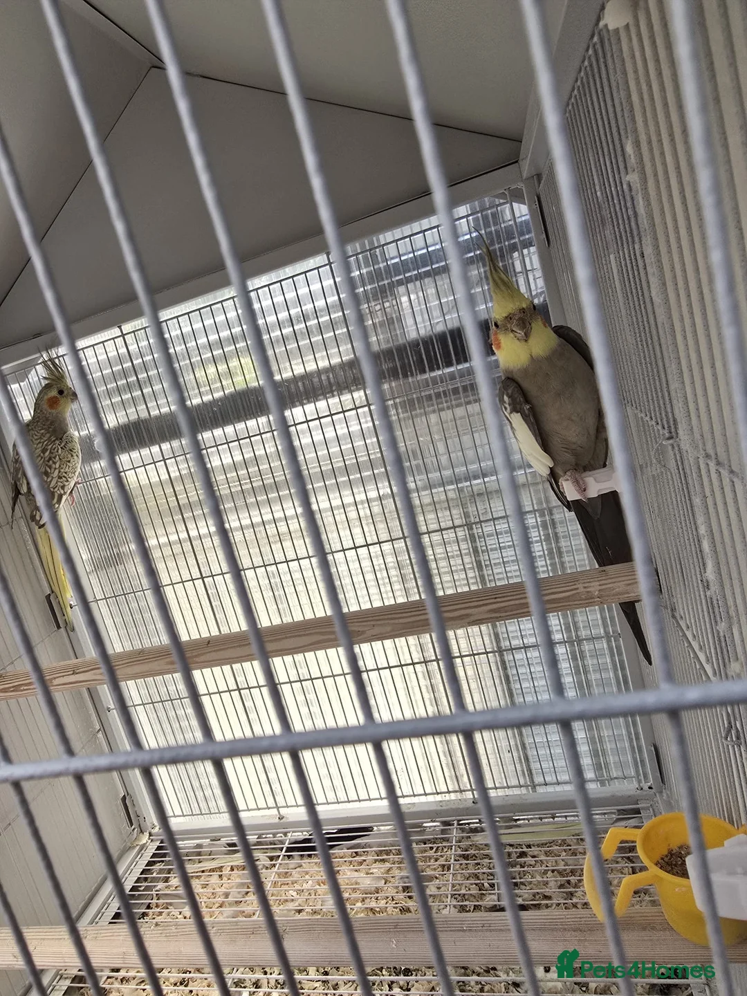 Cockatiels birds for sale: Cockatiel Birds for Sale - Advert 7