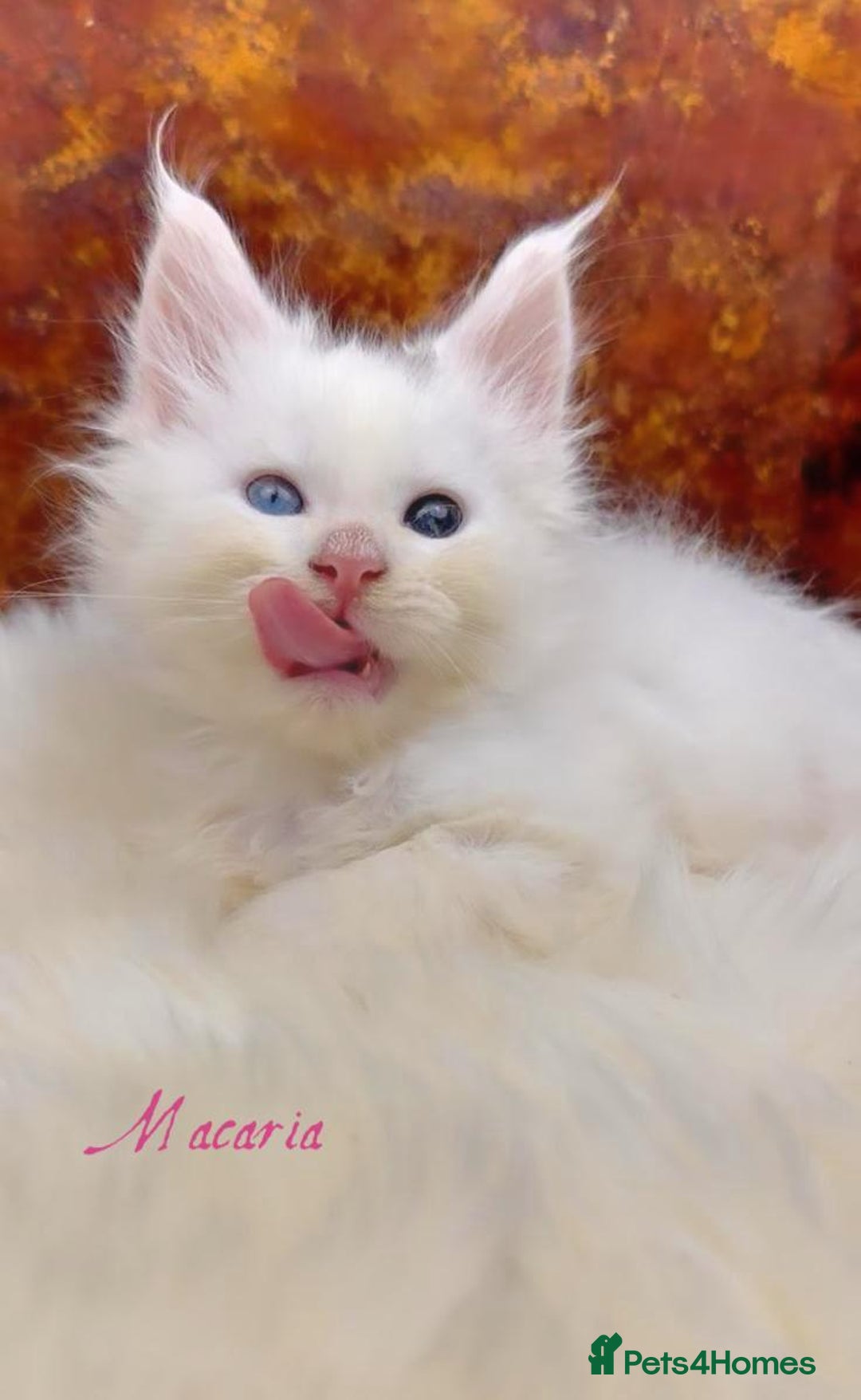 Maine Coon cats for sale: Championship line GCCF Maine Coon kittens  - Image 14