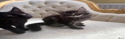 Maine Coon cats for sale: Mane coon kittens  - Advert 15