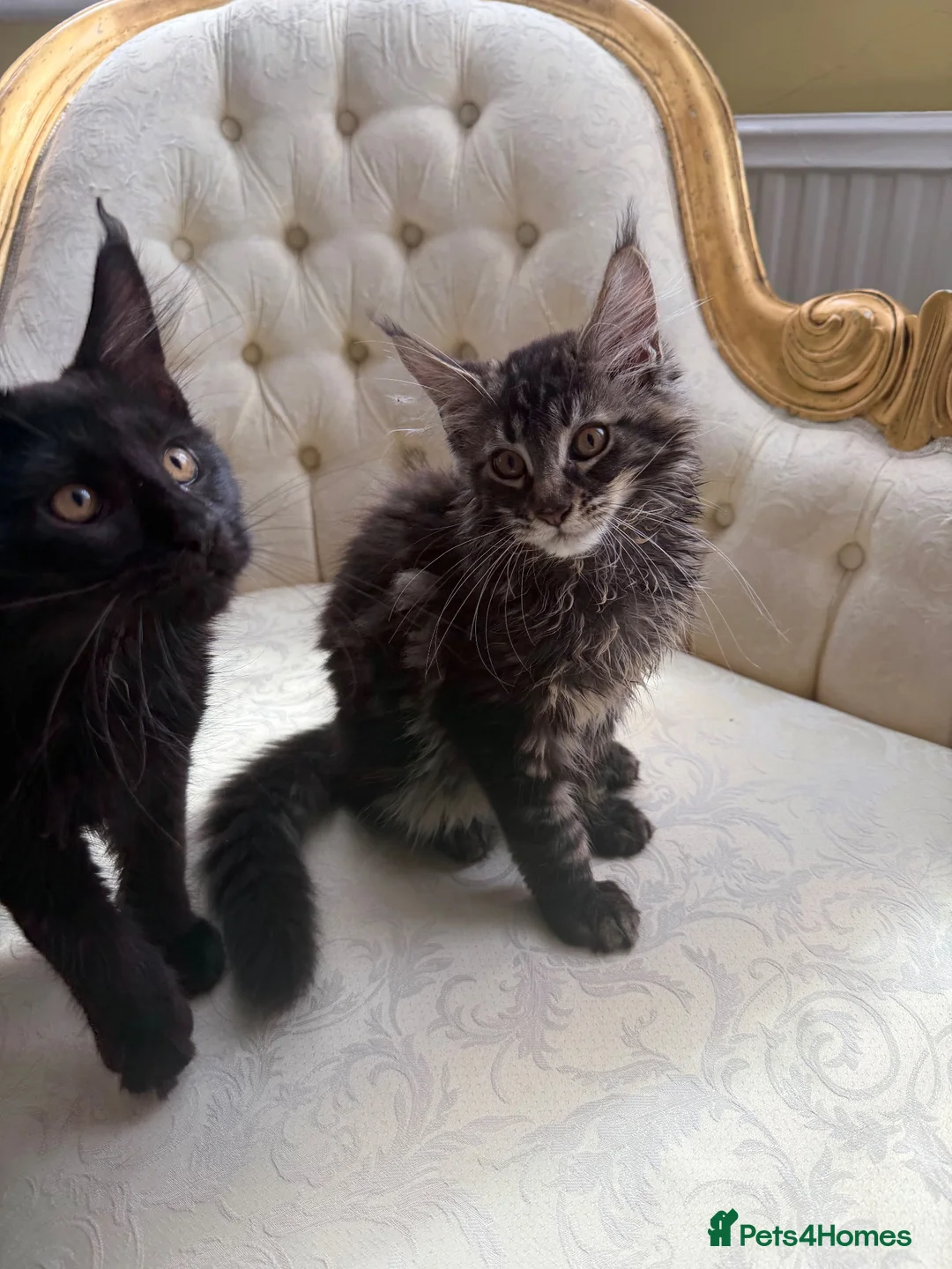 Maine Coon cats for sale: Mane coon kittens  - Advert 15