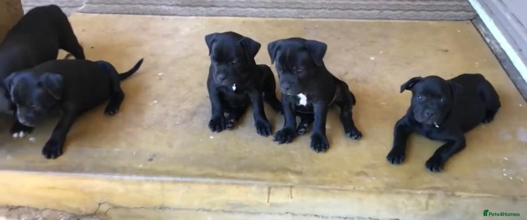 Staffordshire Bull Terrier dogs for sale: Staff Puppies  - Image 10