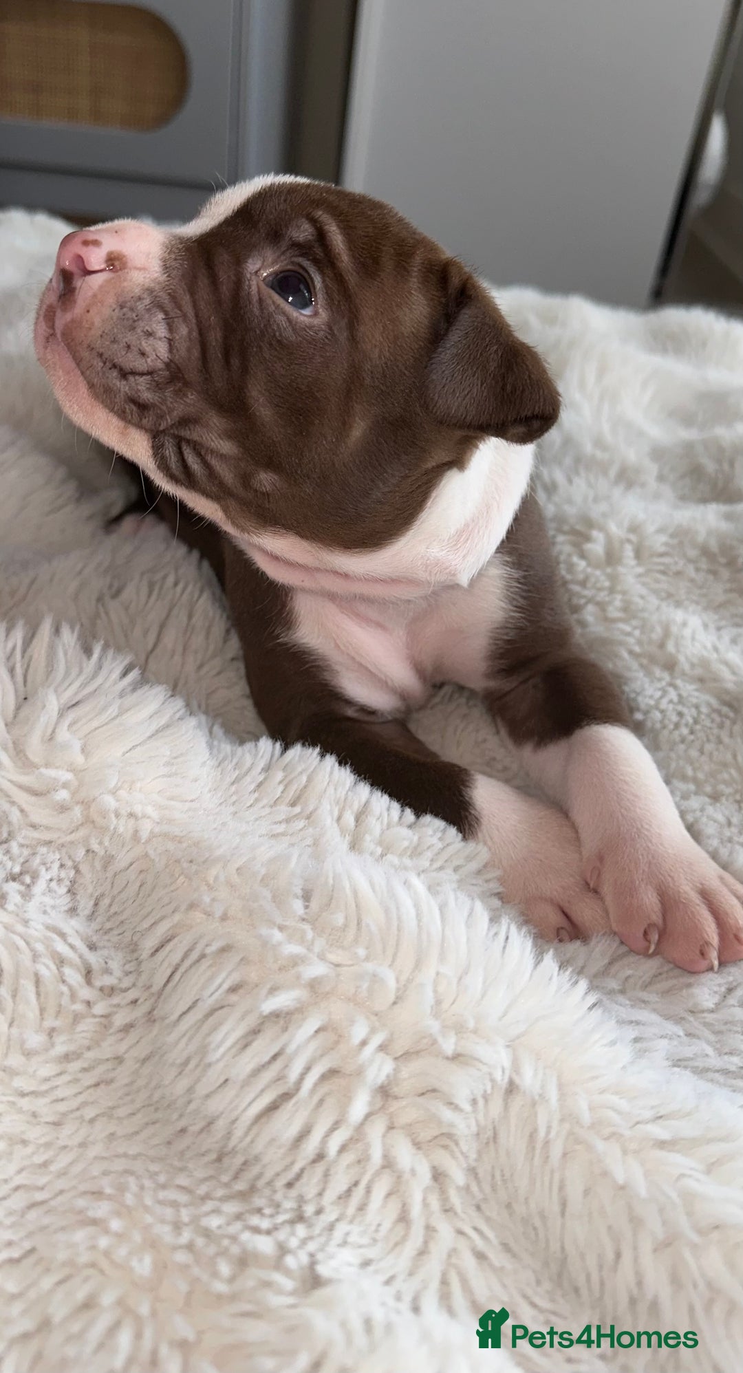 Mixed Breed dogs for sale: Olde English Bulldogge/Staffy Collie - Advert 19