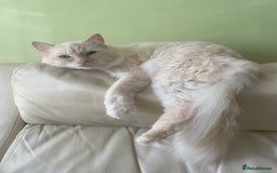 Ragdoll cats for sale: Olaf and Nala - Image 4