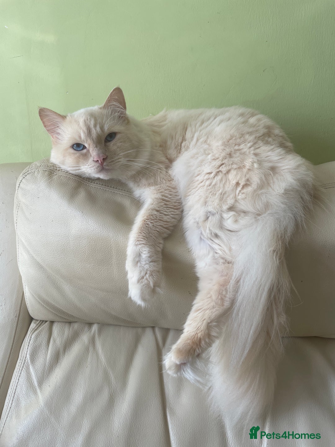 Ragdoll cats for sale: Olaf and Nala - Image 4