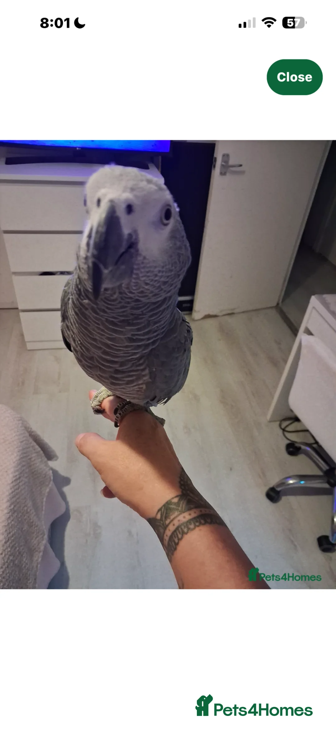 Parrots birds for sale: African grey parrot  - Advert 3