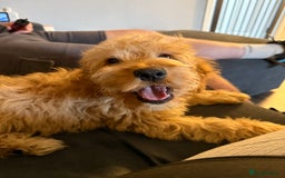 Cockapoo dogs for sale: Stunning f1 female show cockerpoo  - Image 1