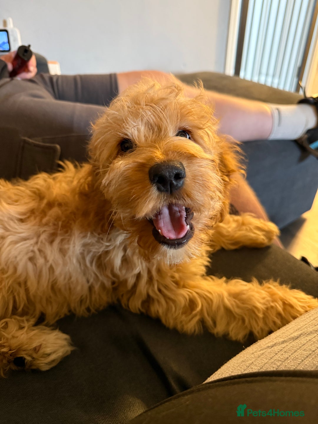 Cockapoo dogs for sale: Stunning f1 female show cockerpoo  - Image 1