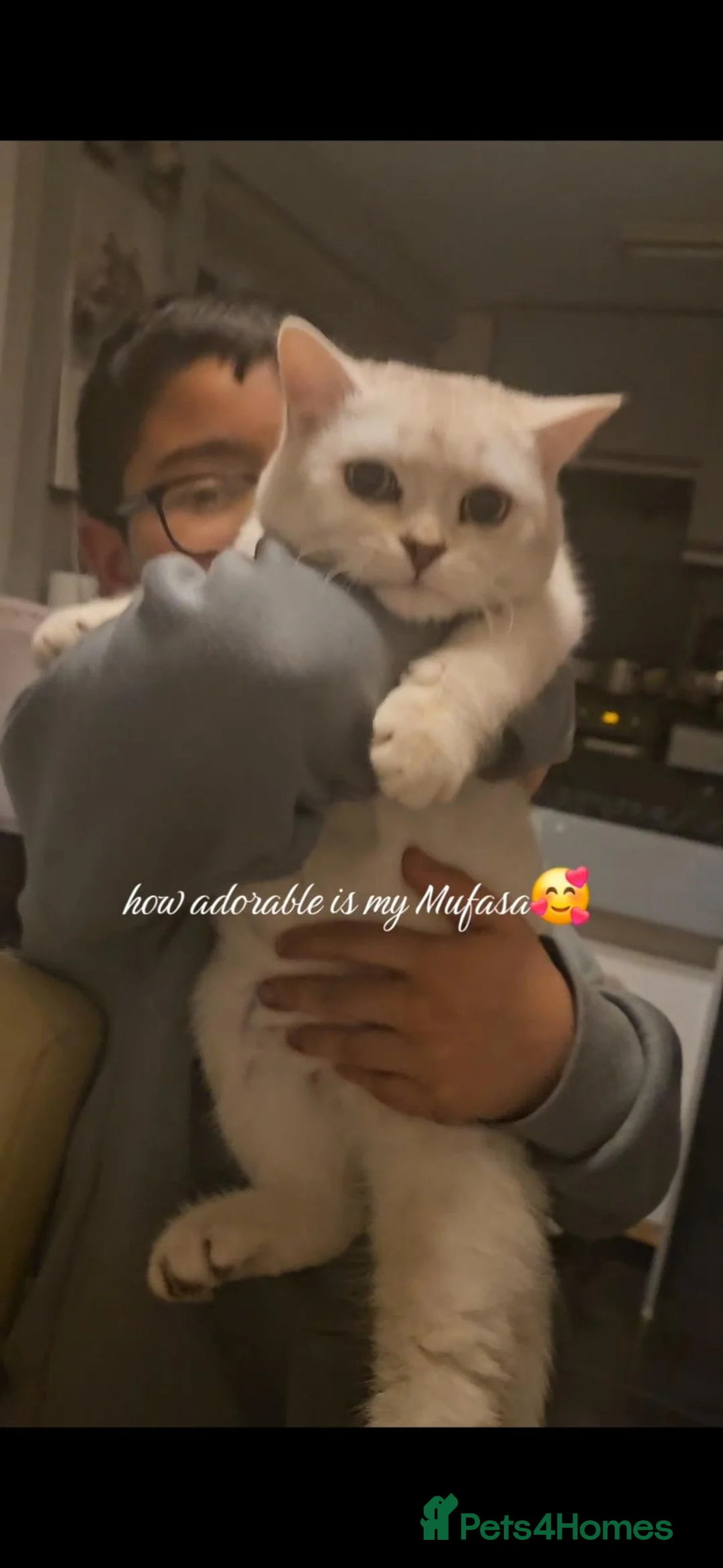 Scottish Fold cats for sale: White/brown Scottish Straight in Bedford - Advert 2