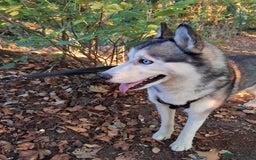 Siberian Husky dogs for sale: 4 year husky looking to be rehomed - Image 4