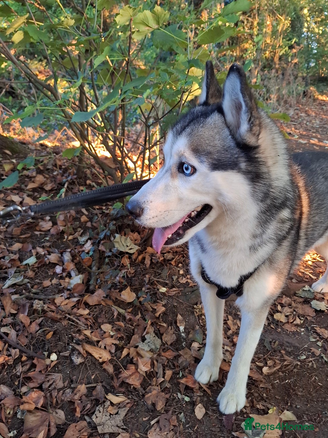 Siberian Husky dogs for sale: 4 year husky looking to be rehomed - Image 4