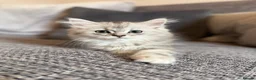 Mixed Breed cats for sale: Stunning Long Haired Chinchilla Ragdoll X Persian - Advert 28