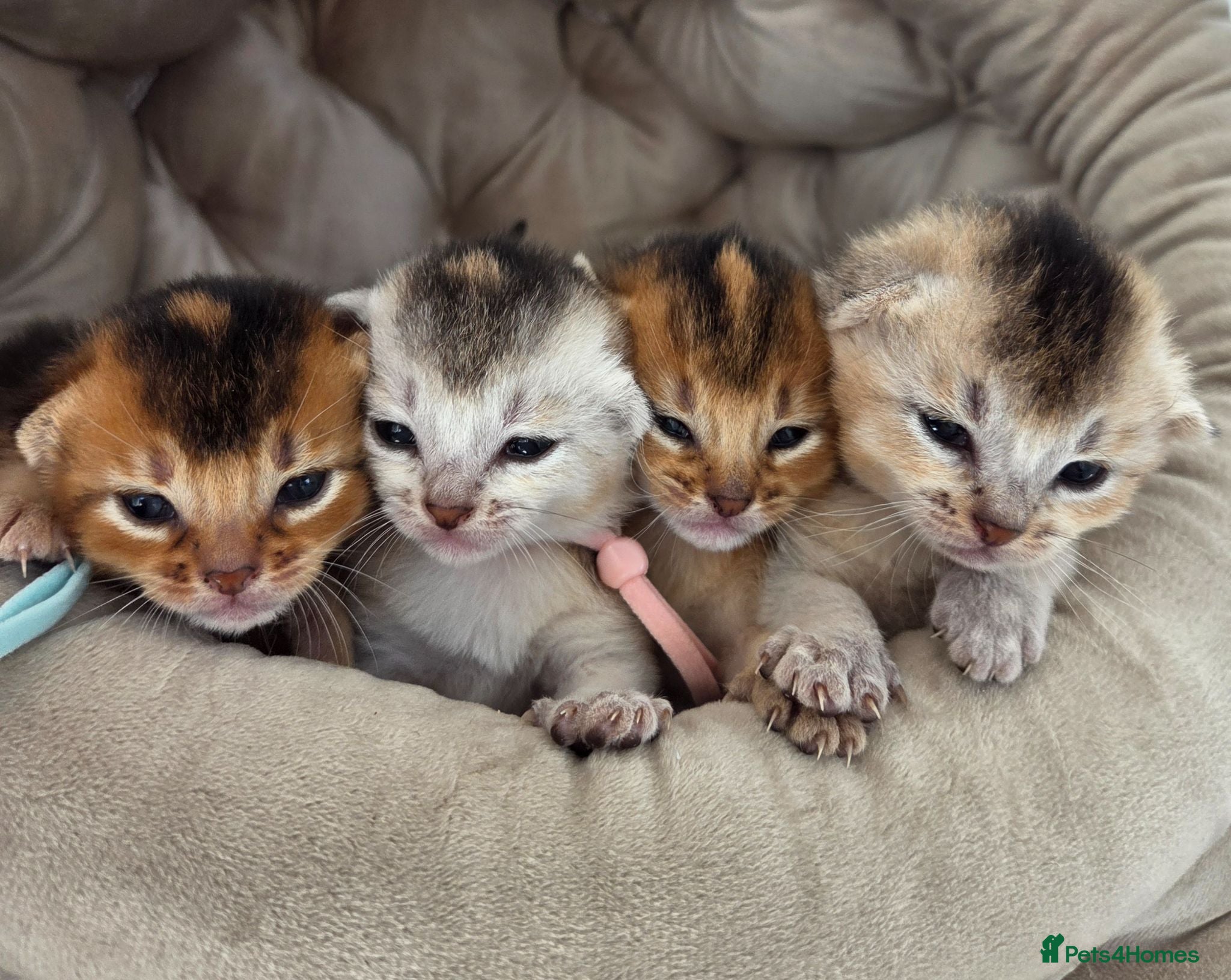 Abyssinian cats 🏆 TICA Registered Abyssinian Kittens - Advert 7