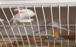 Budgerigars birds for sale: Budgies for sale - Image 1