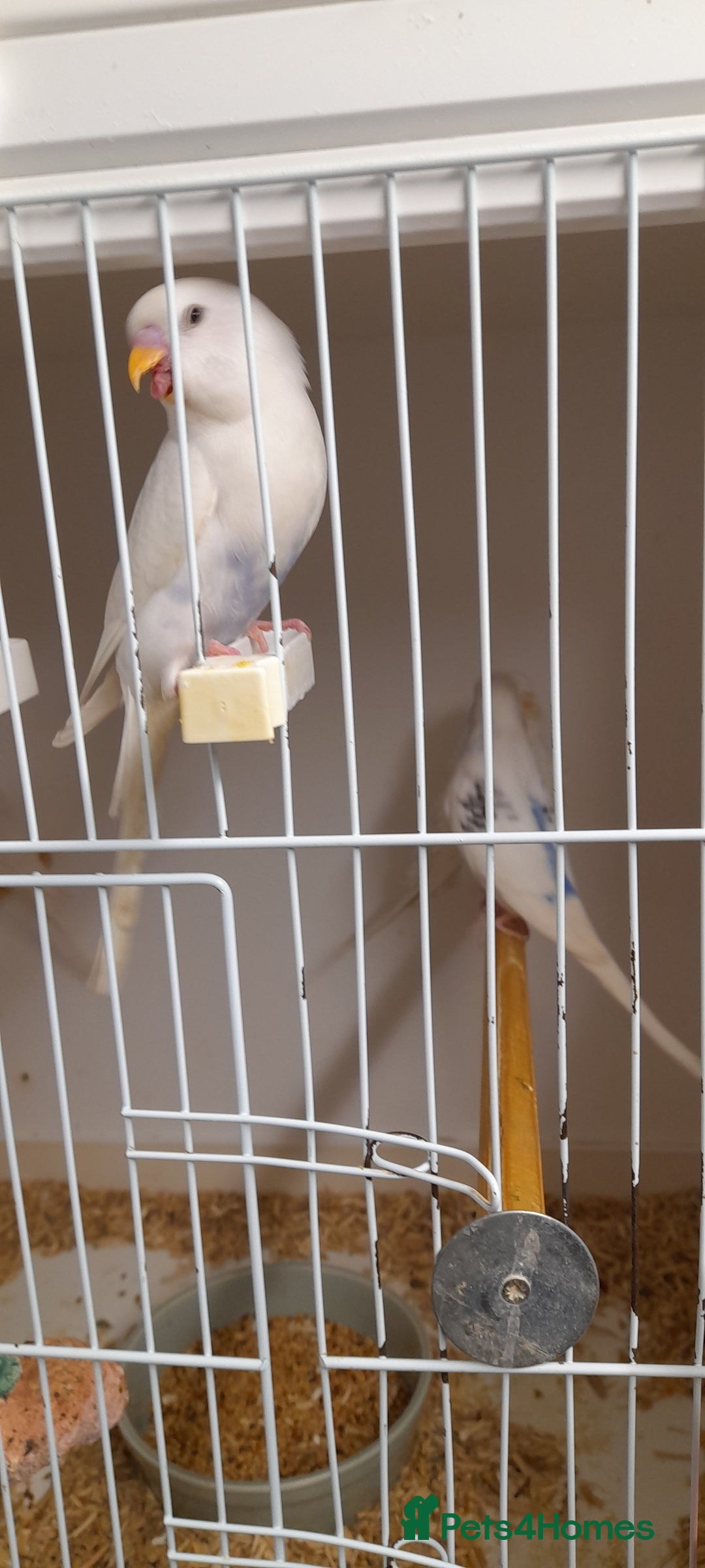 Budgerigars birds for sale: Budgies for sale - Image 1