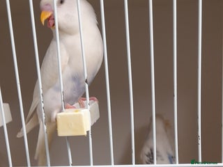 Budgerigars birds - Advert 5