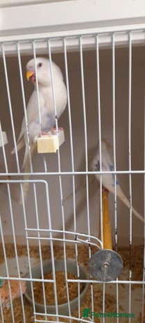 Budgerigars birds - Advert 4