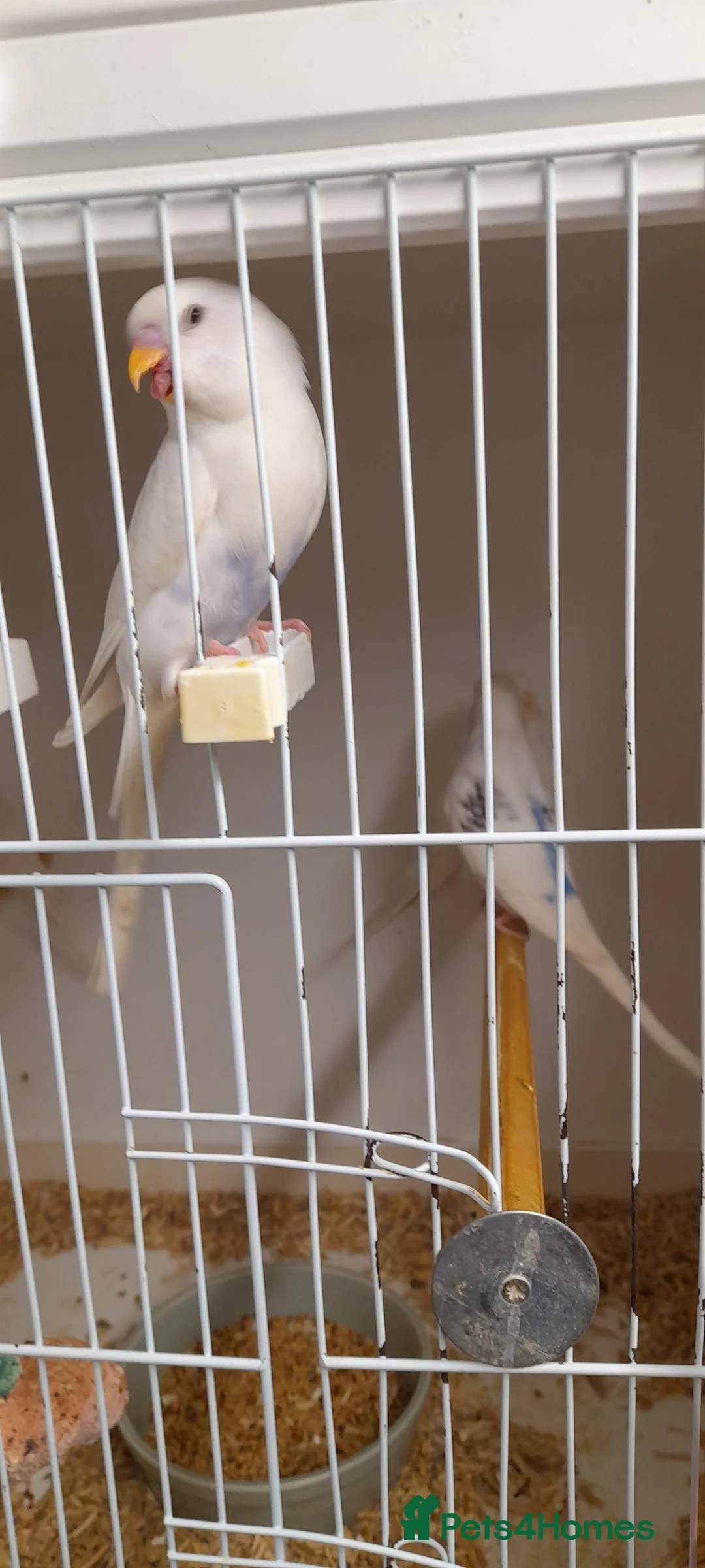 Budgerigars birds for sale: Budgies for sale - Advert 1