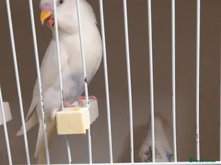 Budgerigars birds Budgies for sale - Advert 20