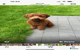 Labradoodle dogs for sale: F1b Miniature Labradoodles  - Image 23
