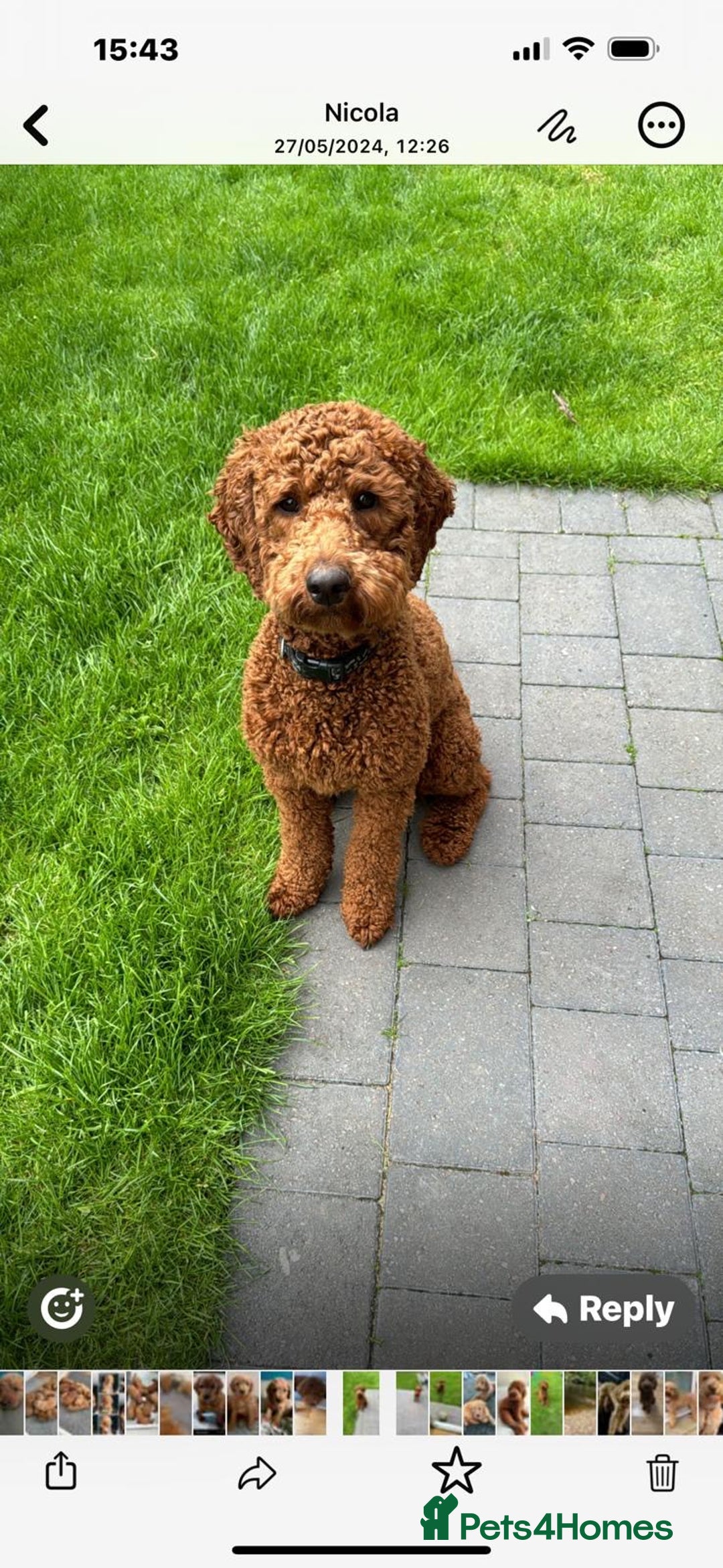 Labradoodle dogs for sale: F1b Miniature Labradoodles  - Image 23