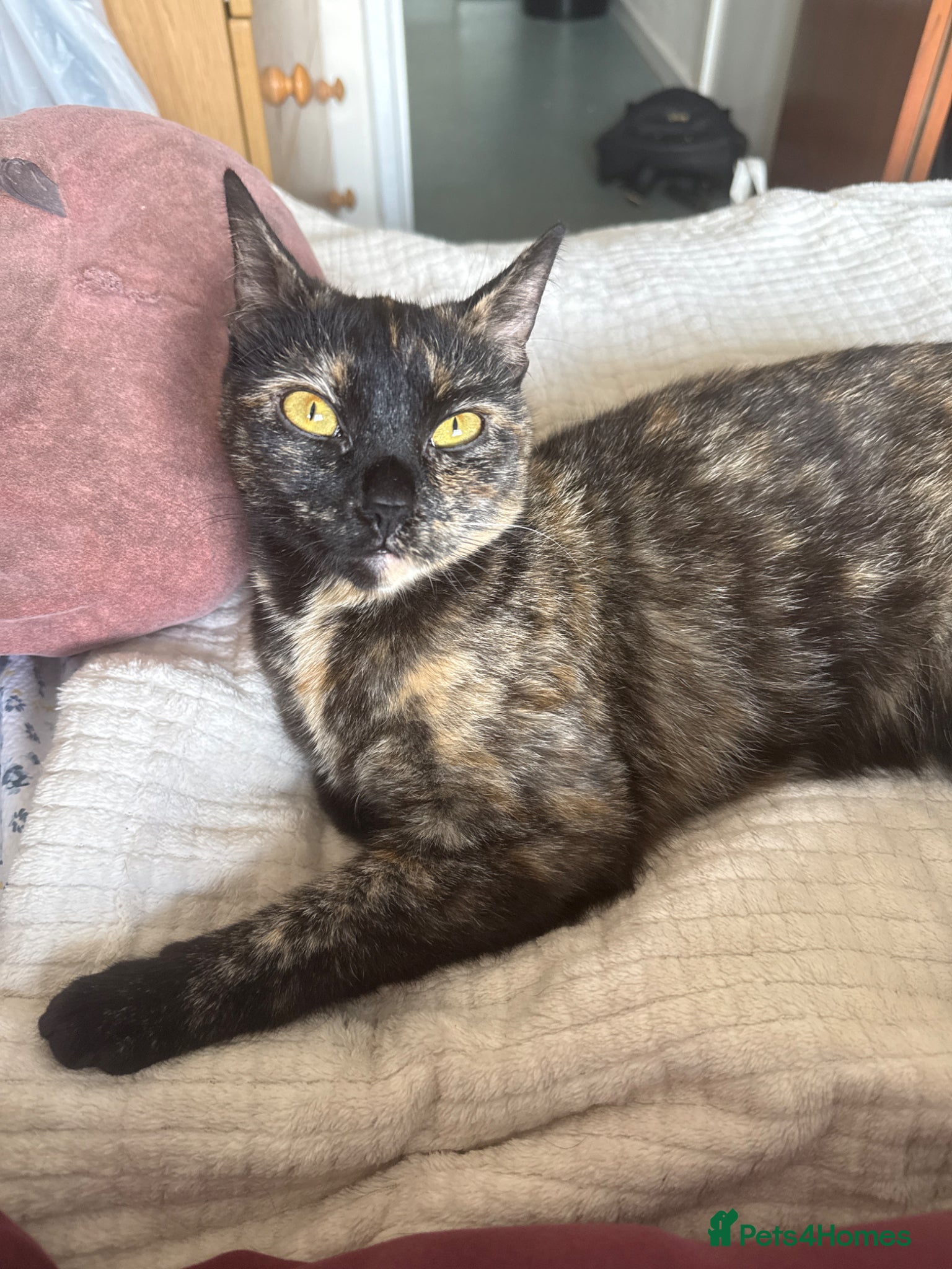 Mixed Breed cats Sisters - Advert 4