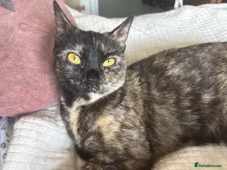 Mixed Breed cats Sisters - Advert 6