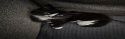 Mixed Breed cats for sale: Female Kitten  - Advert 4