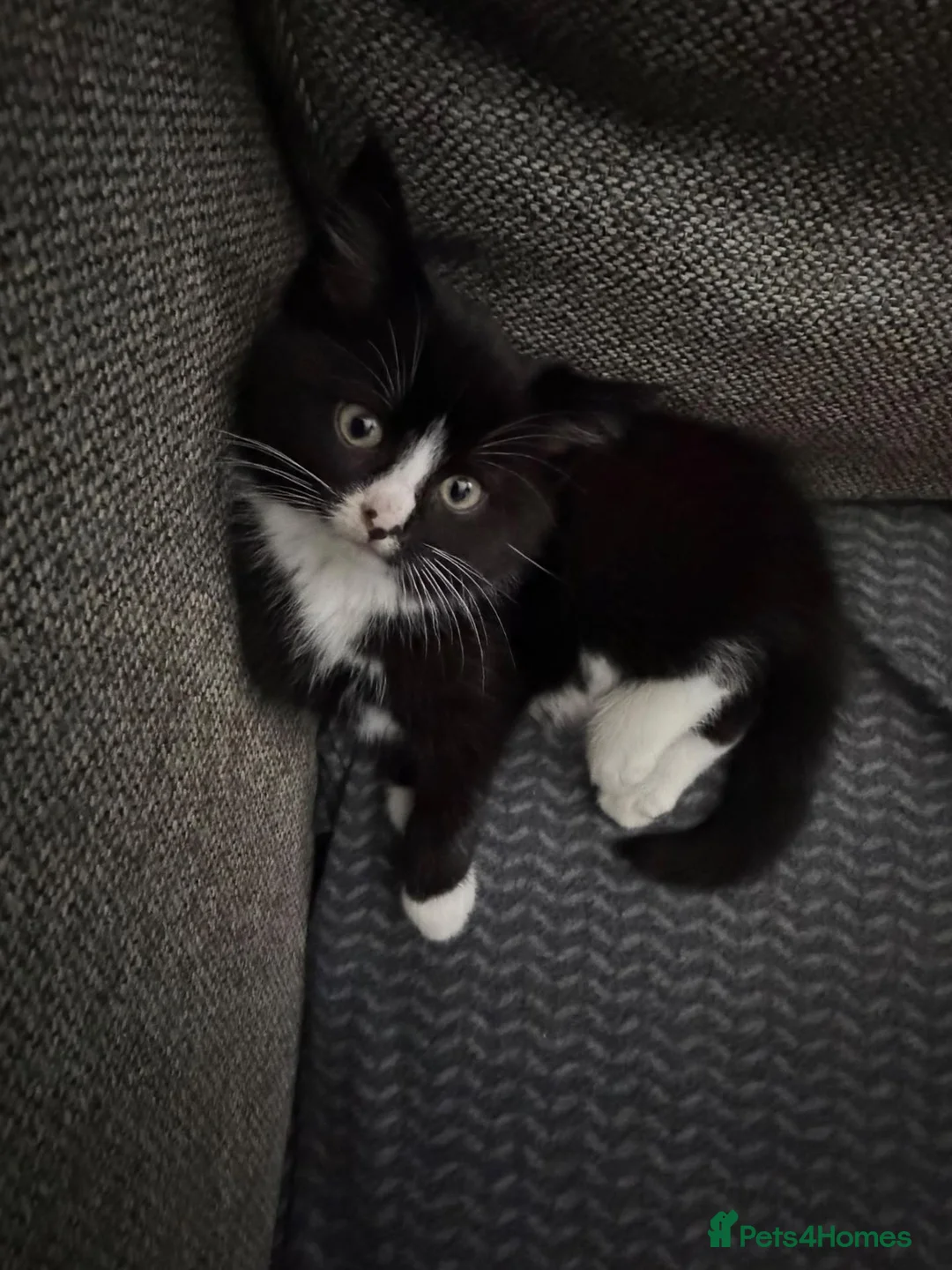 Mixed Breed cats for sale: Female Kitten  - Advert 4