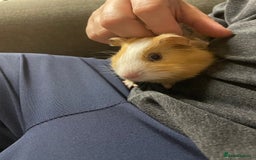 Guinea Pig rodents for sale: 2 male guinea pigs and indoor cage  - Image 8