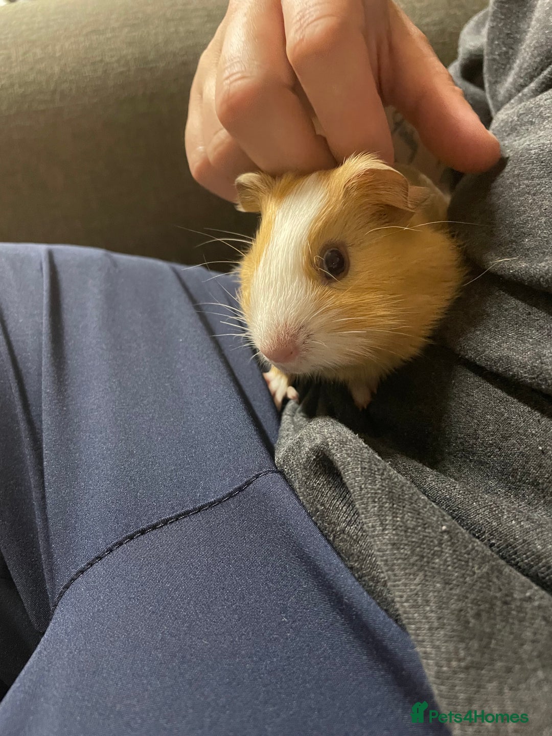 Guinea Pig rodents for sale: 2 male guinea pigs and indoor cage  - Image 8
