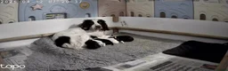 Mixed Breed dogs for sale: Beautiful litter of home reared puppies  in Blackpool - Advert 4