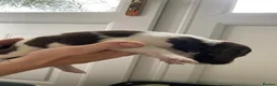 English Springer Spaniel dogs for sale: Gorgeous springer spaniel pups in Darlington - Advert 8