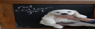 Golden Retriever 10