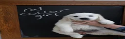 Golden Retriever dogs for sale: Amazing Golden Retriever Puppies - Advert 15