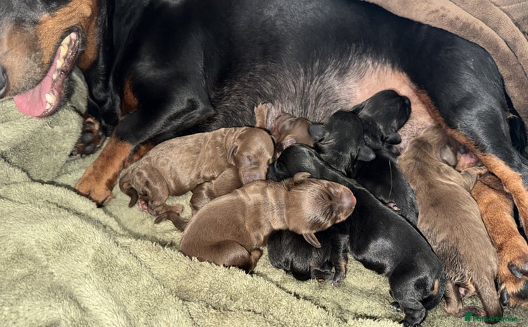 Miniature Dachshund dogs - Advert 3